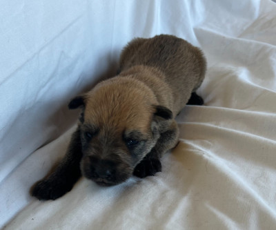 Les chiots de Berger de Picardie