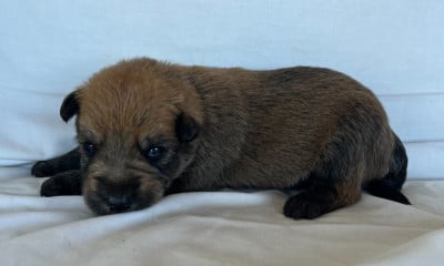 Les chiots de Berger de Picardie