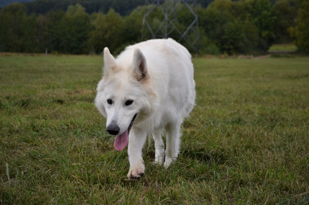 Publication : (Sans Affixe) Auteur : raphael hiegel