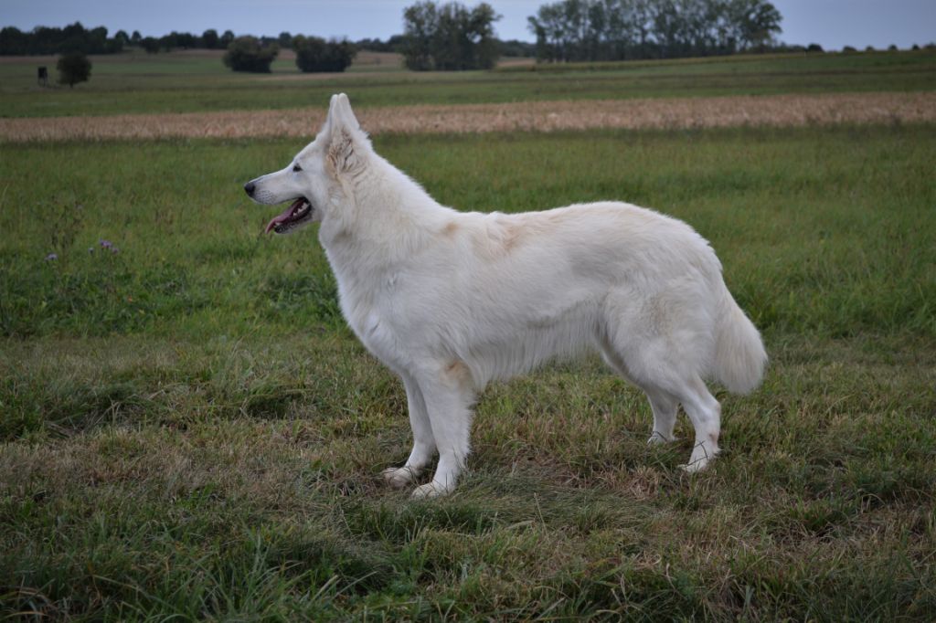 Publication : (Sans Affixe) Auteur : raphael hiegel