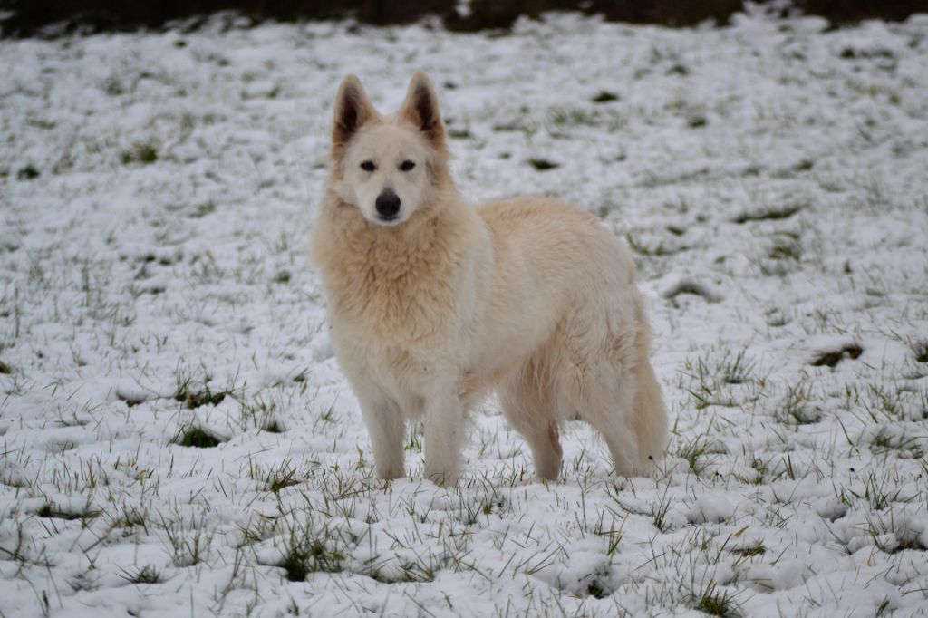 Publication : (Sans Affixe) Auteur : raphael hiegel