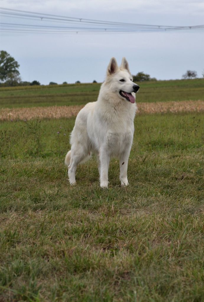 Publication : (Sans Affixe) Auteur : raphael hiegel