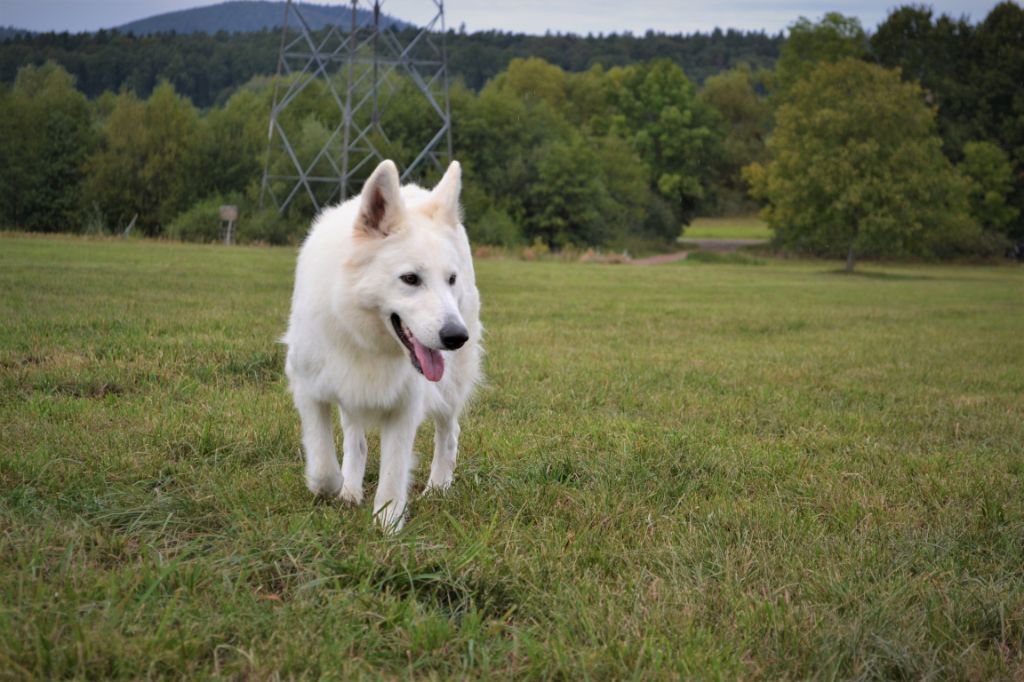 Publication : (Sans Affixe) Auteur : raphael hiegel