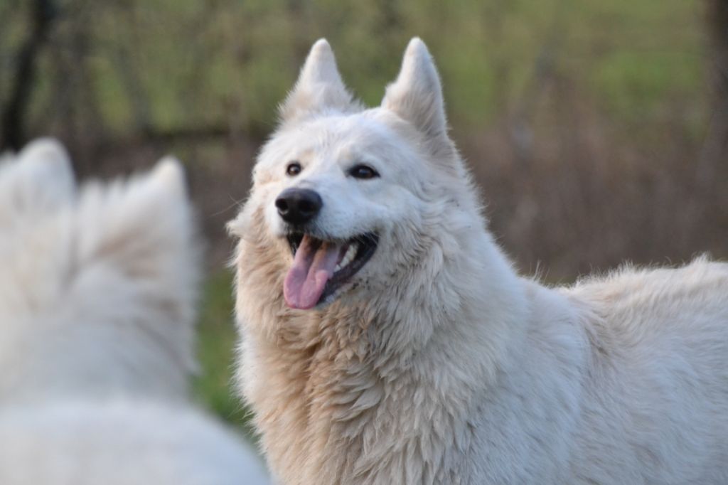 Publication : (Sans Affixe) Auteur : raphael hiegel