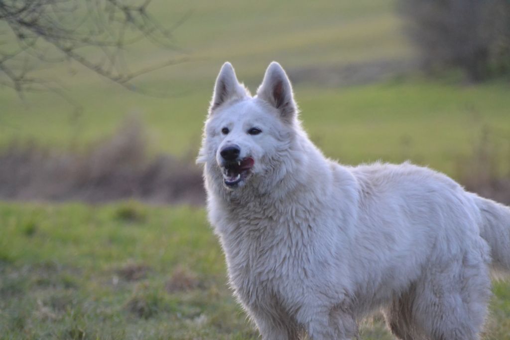 Publication : (Sans Affixe) Auteur : raphael hiegel