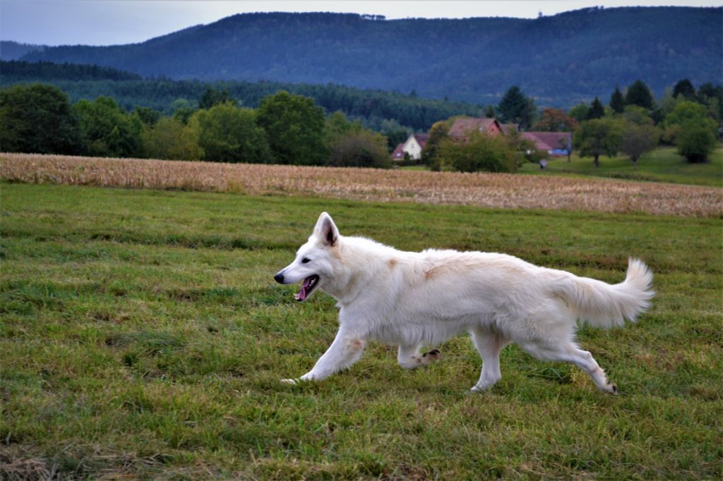 Publication : (Sans Affixe) Auteur : raphael hiegel