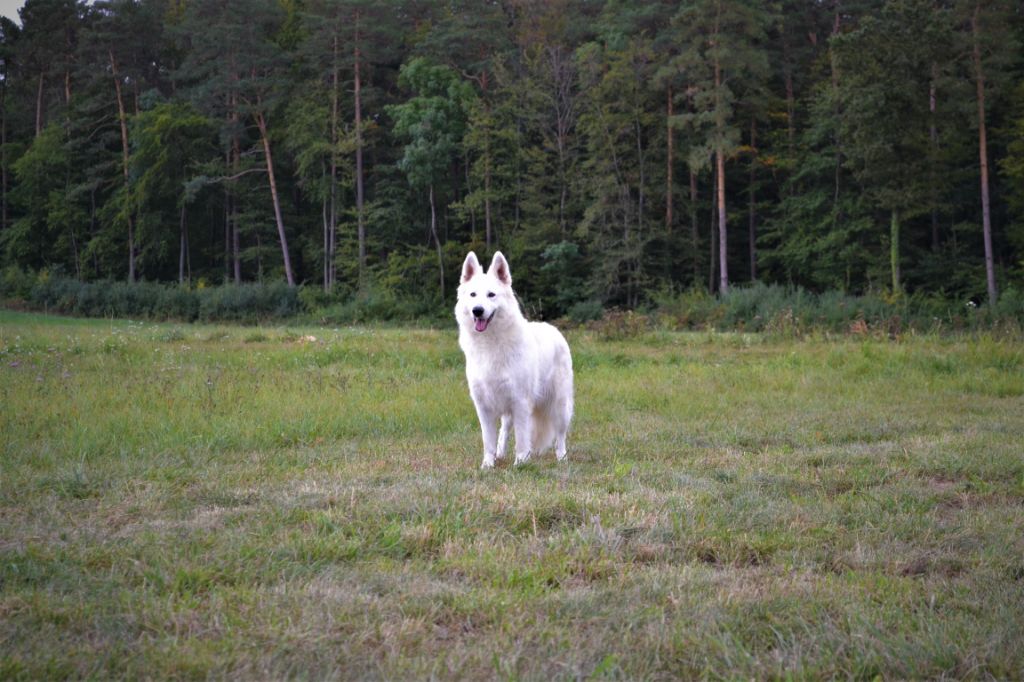 Publication : (Sans Affixe) Auteur : raphael hiegel