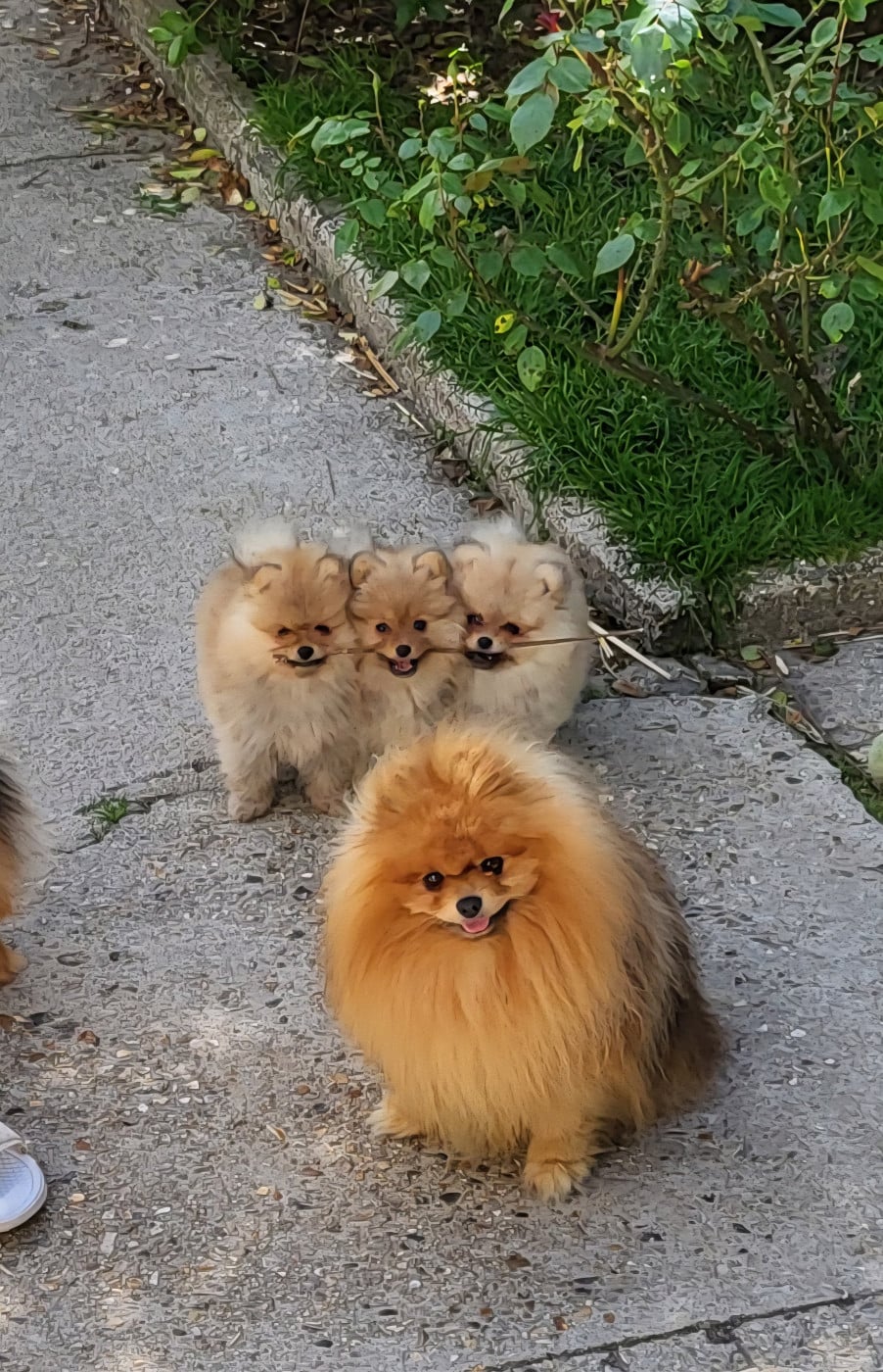 Spitz allemand - De L'Ile Aux Bouts De Choux