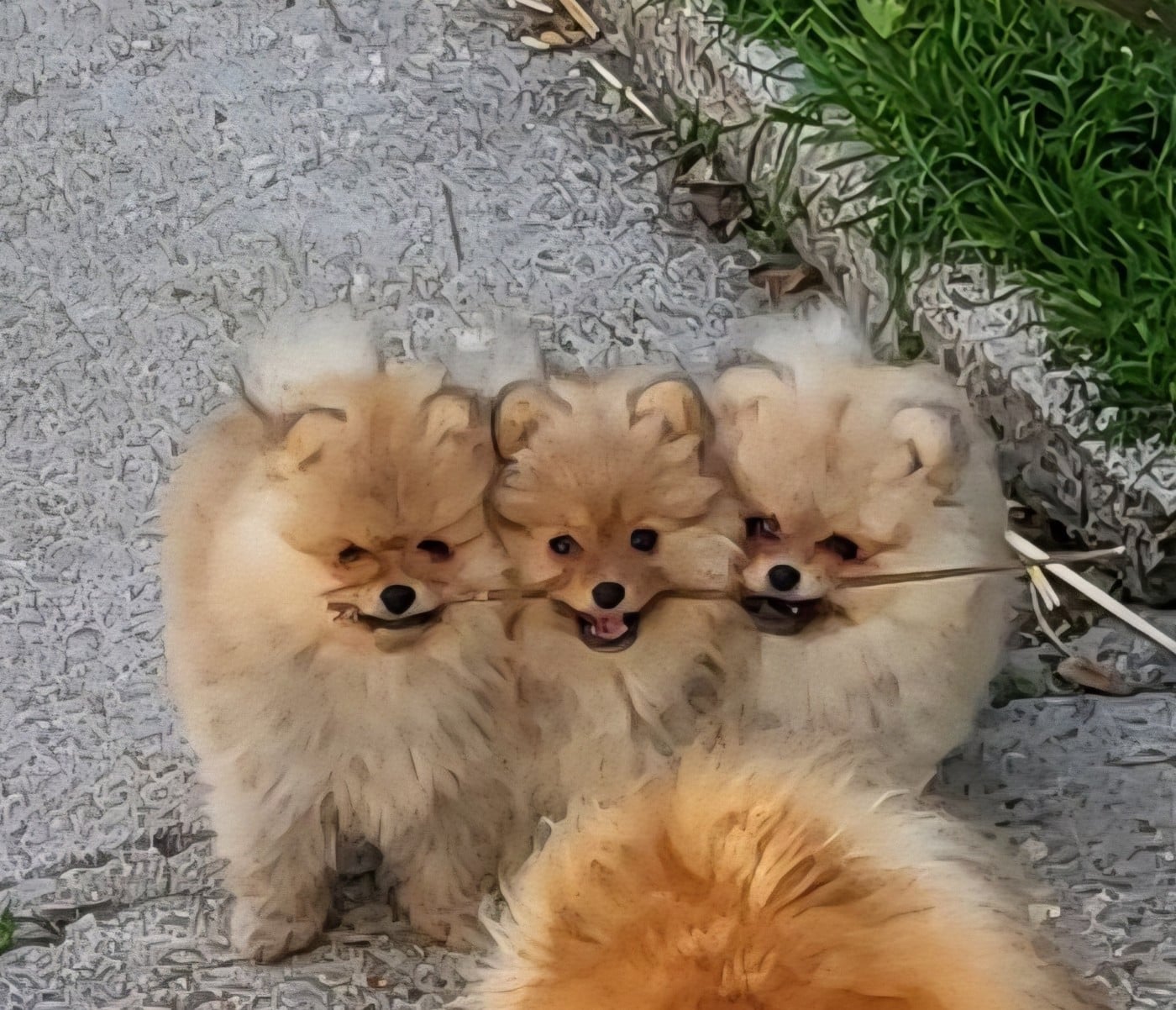 Spitz allemand - De L'Ile Aux Bouts De Choux