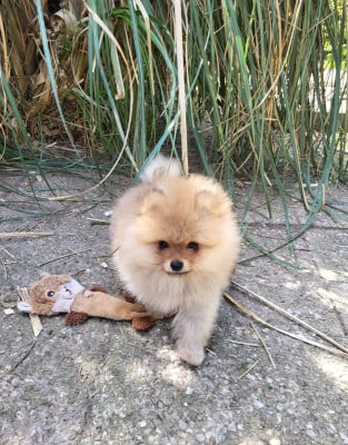 Les chiots de Spitz allemand