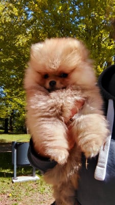 Les chiots de Spitz allemand
