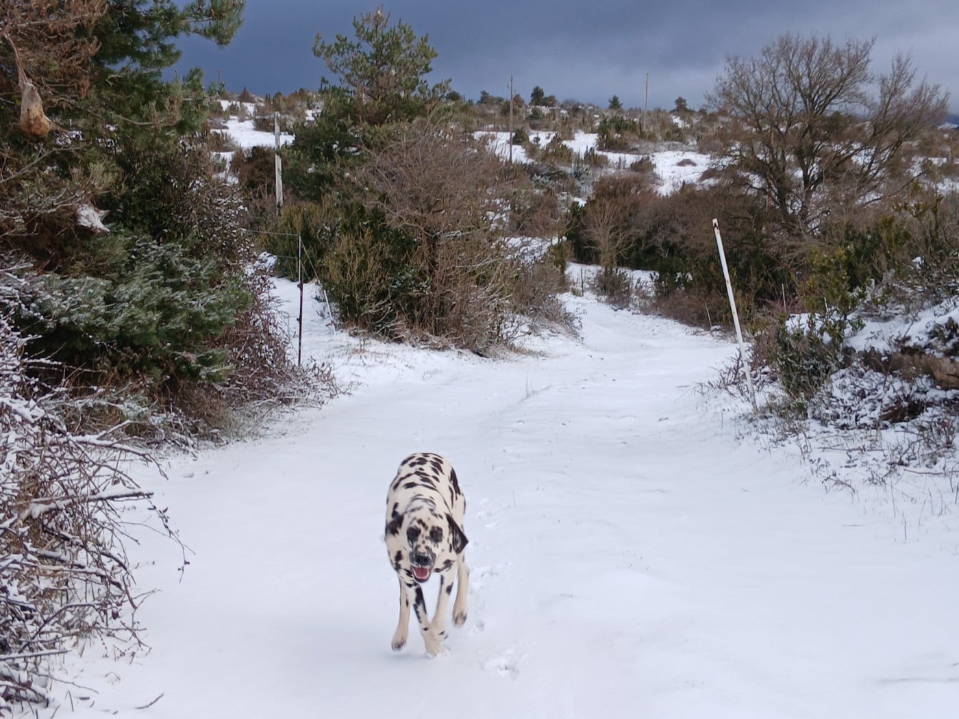 Aquarelle Feather Des Garrigues Du Pic Saint Loup