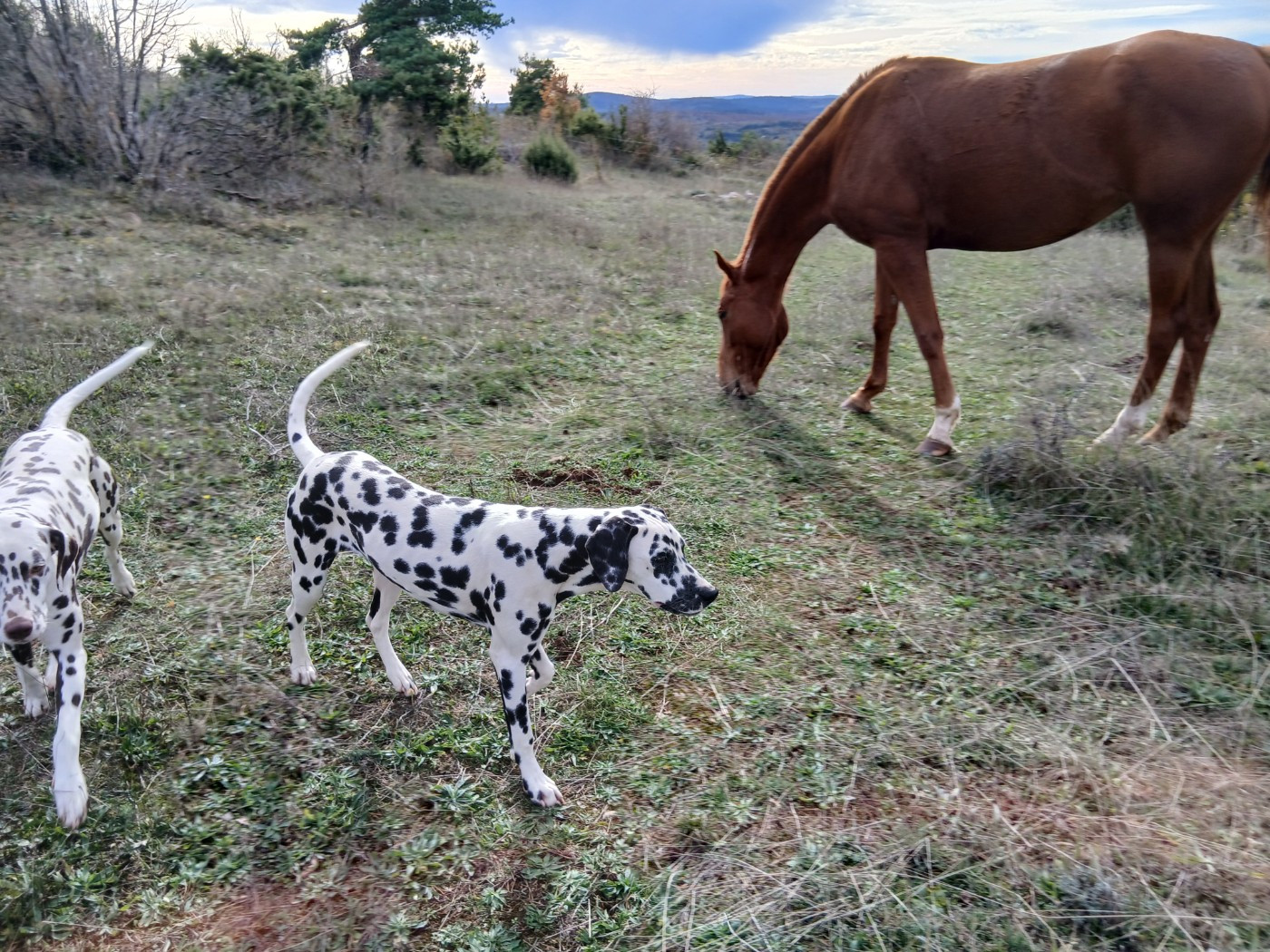 Aquarelle Feather Des Garrigues Du Pic Saint Loup