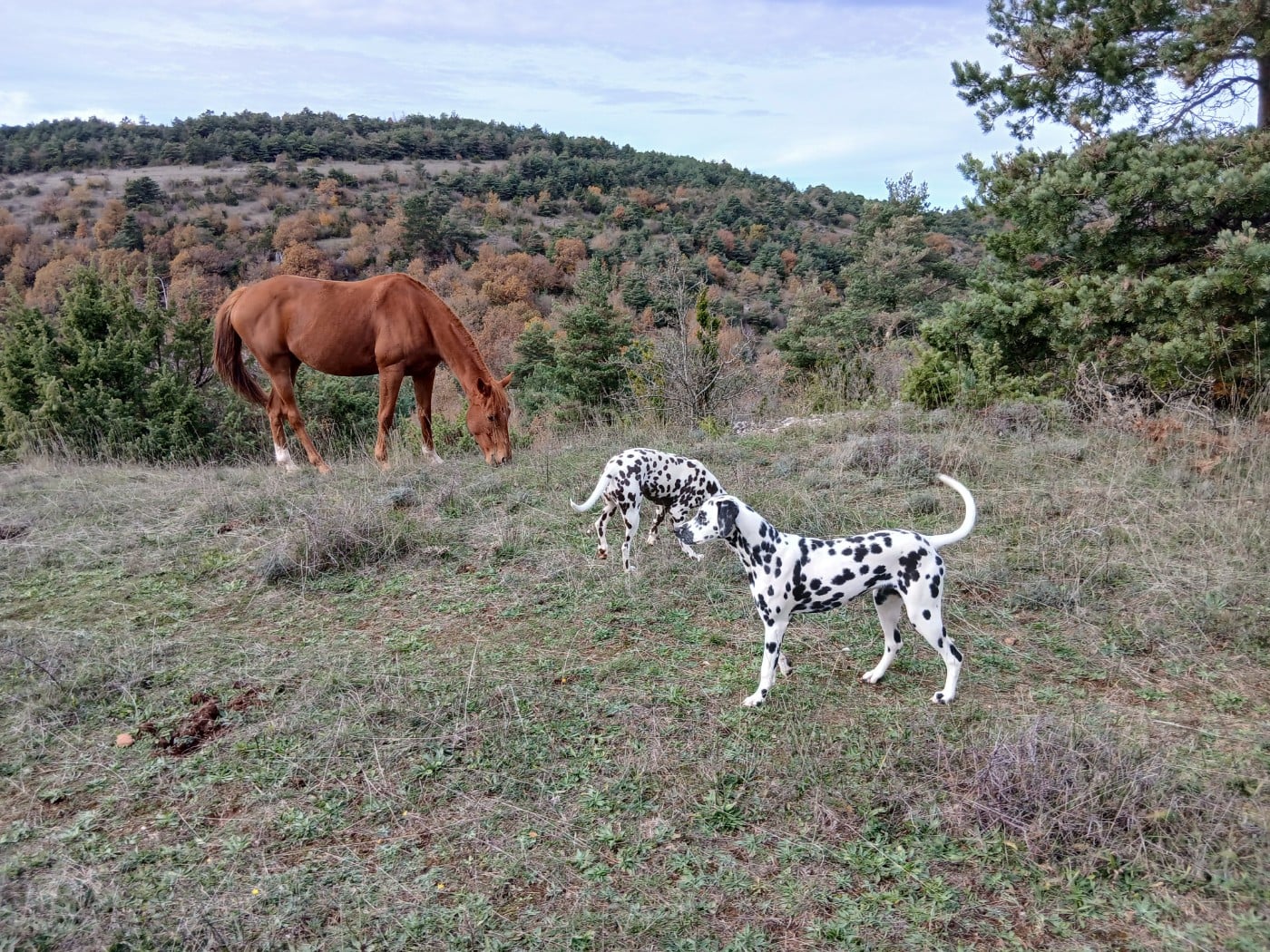 Aquarelle Feather Des Garrigues Du Pic Saint Loup