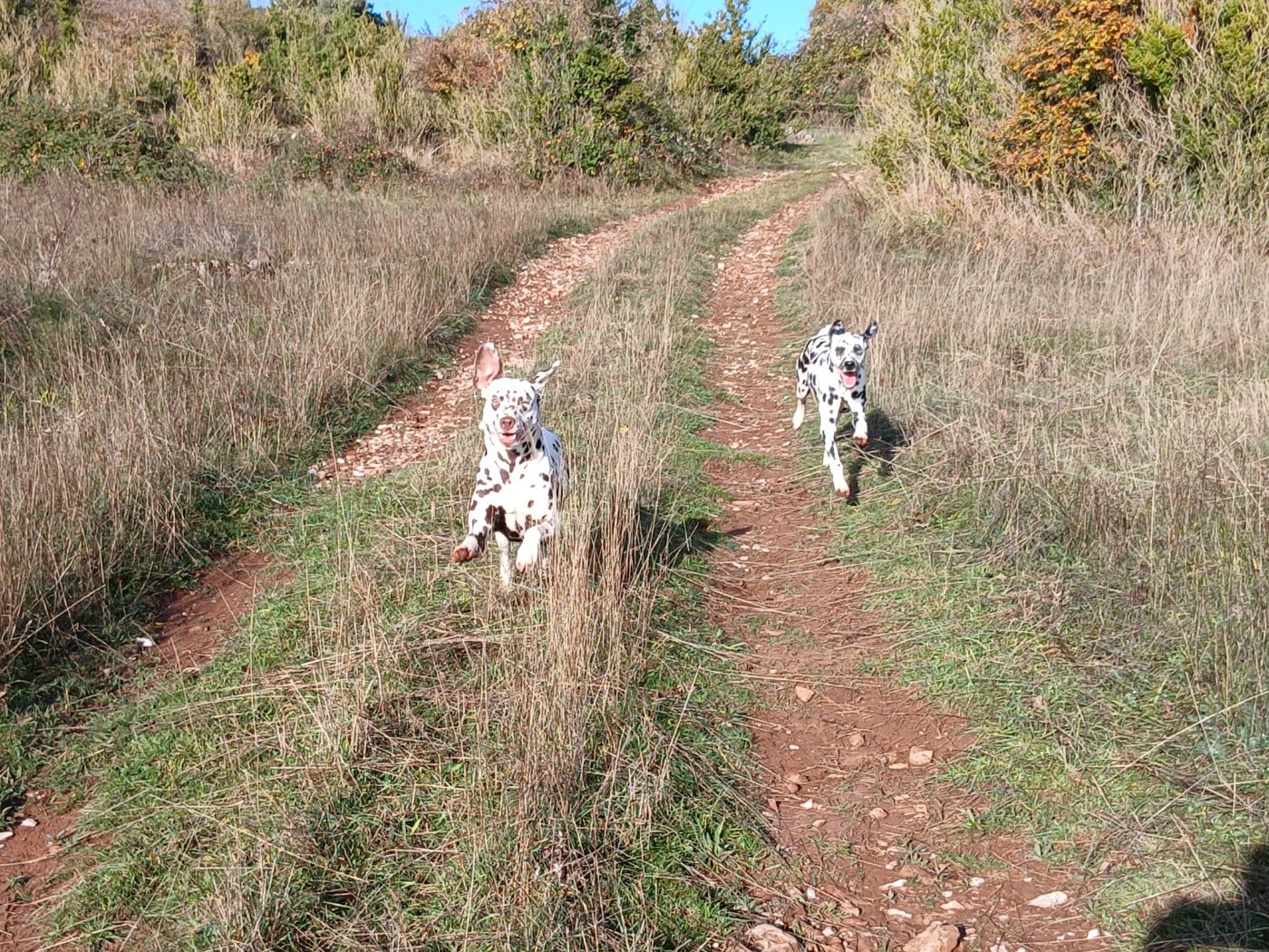 Aquarelle Feather Des Garrigues Du Pic Saint Loup
