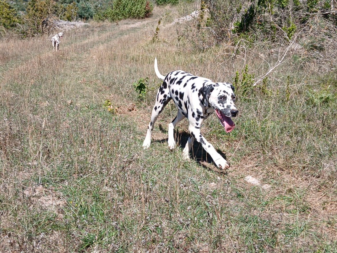 Aquarelle Feather Des Garrigues Du Pic Saint Loup