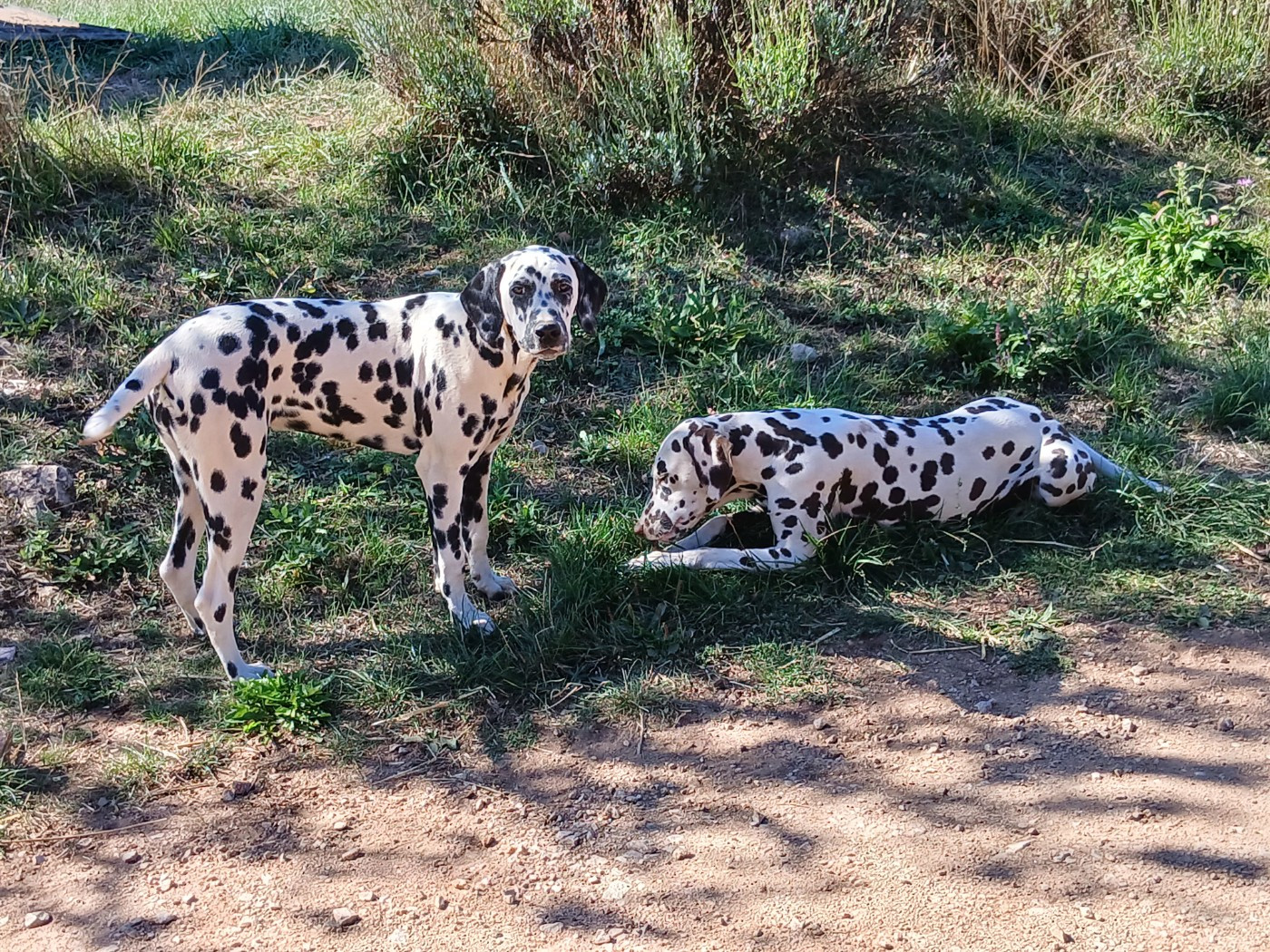 Aquarelle Feather Des Garrigues Du Pic Saint Loup