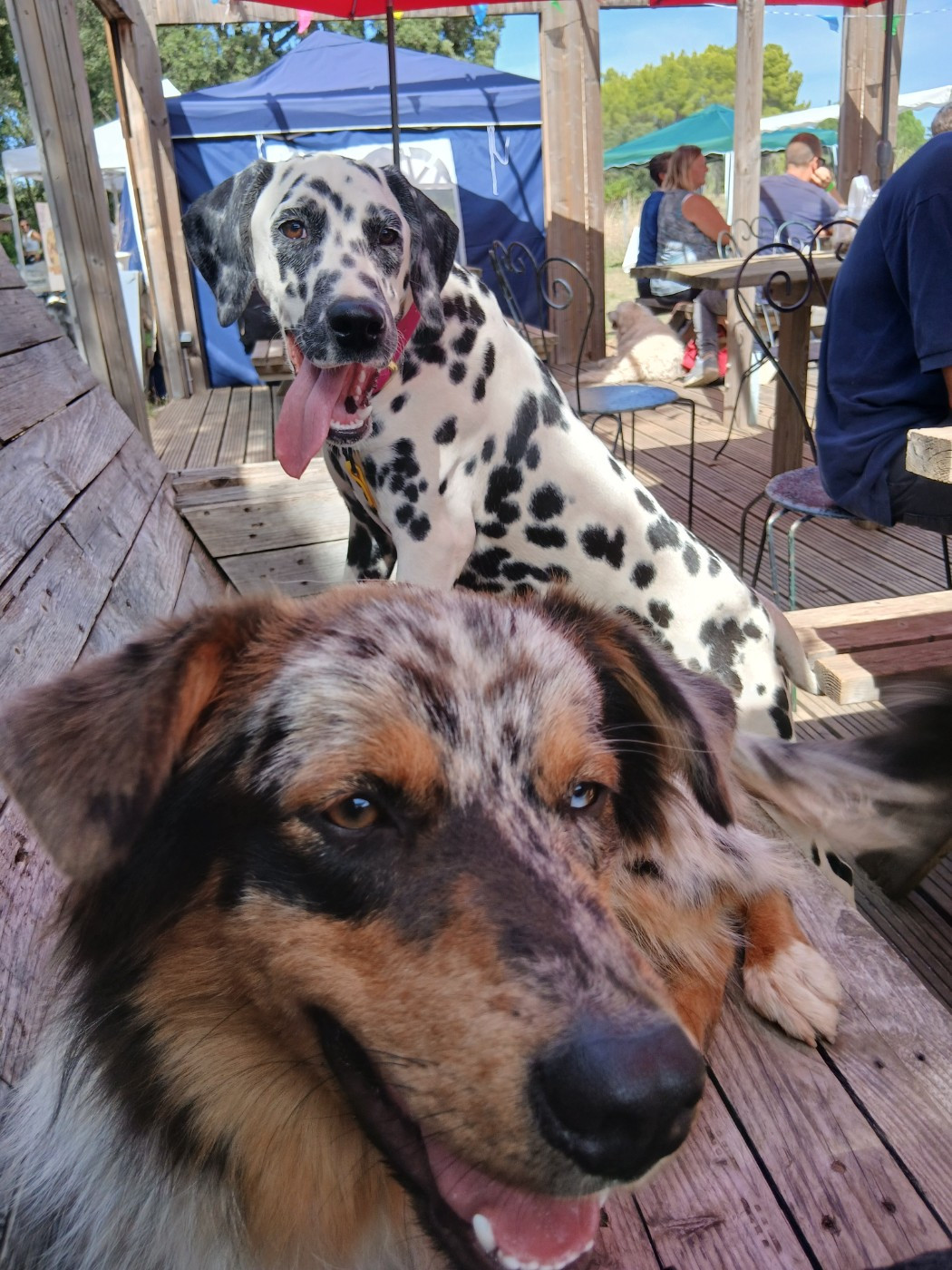 Aquarelle Feather Des Garrigues Du Pic Saint Loup