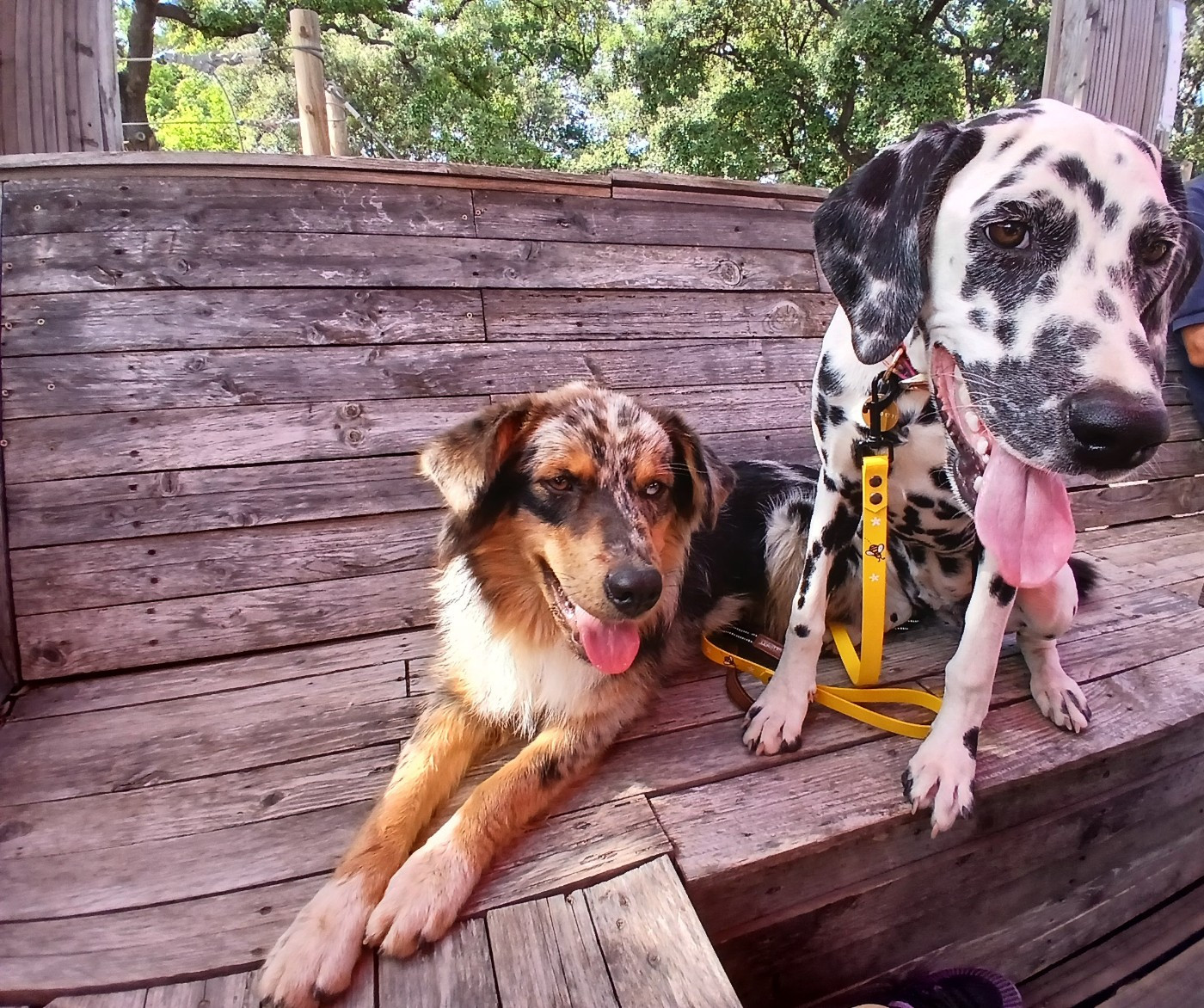 Aquarelle Feather Des Garrigues Du Pic Saint Loup