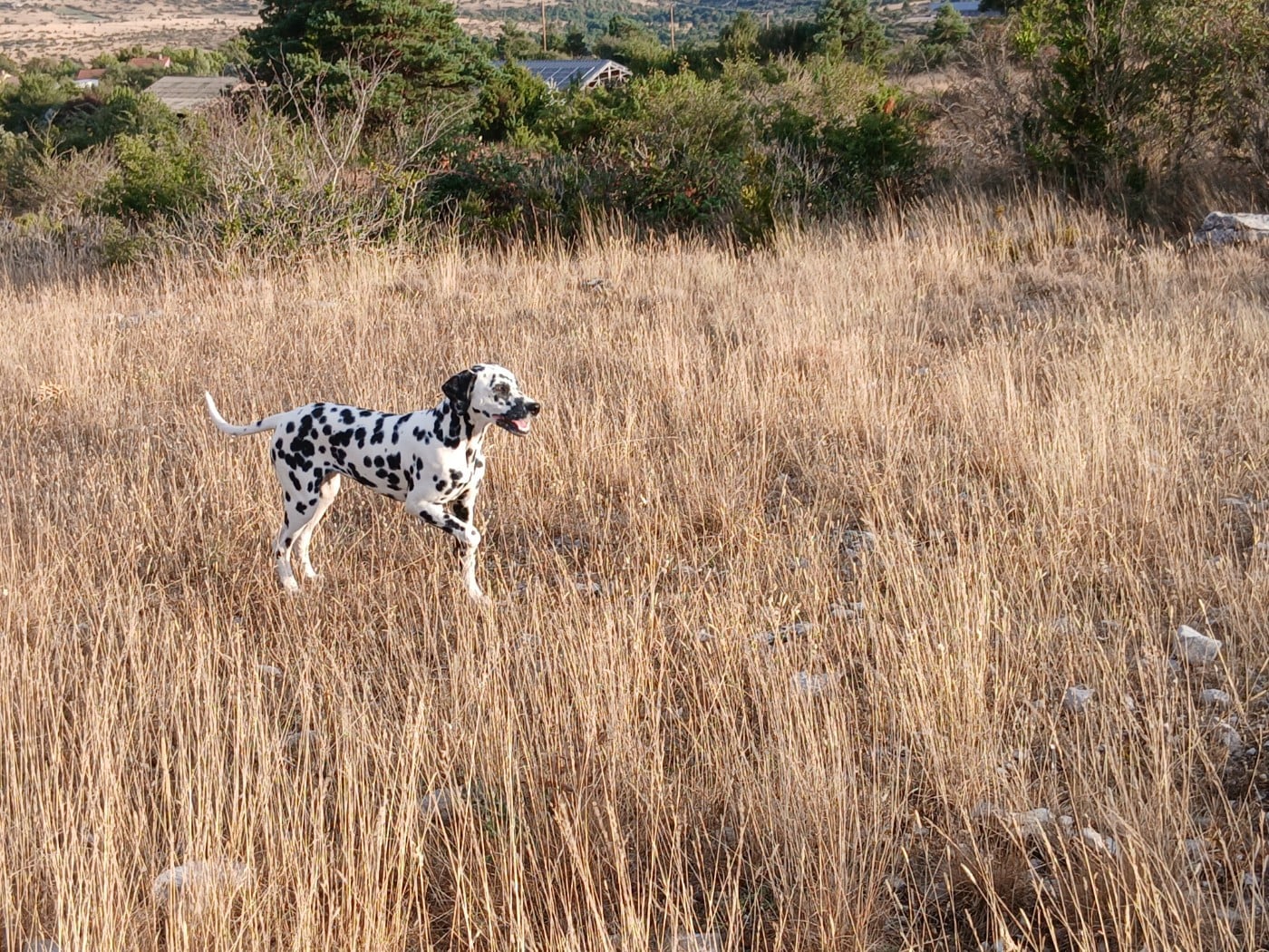 Aquarelle Feather Des Garrigues Du Pic Saint Loup
