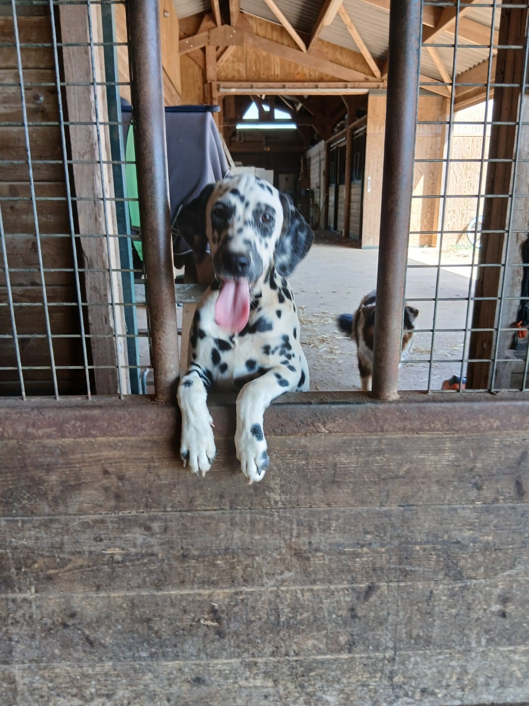 Aquarelle Feather Des Garrigues Du Pic Saint Loup