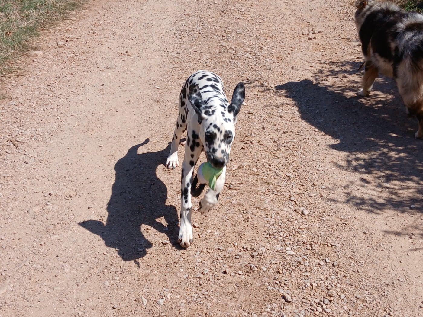 Aquarelle Feather Des Garrigues Du Pic Saint Loup