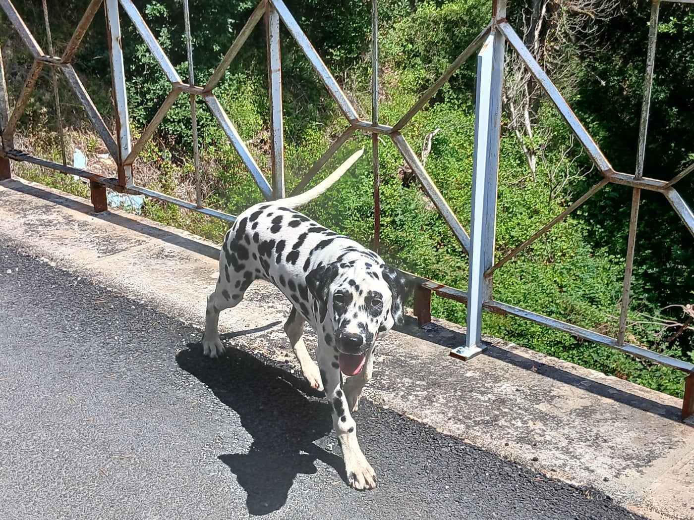Aquarelle Feather Des Garrigues Du Pic Saint Loup
