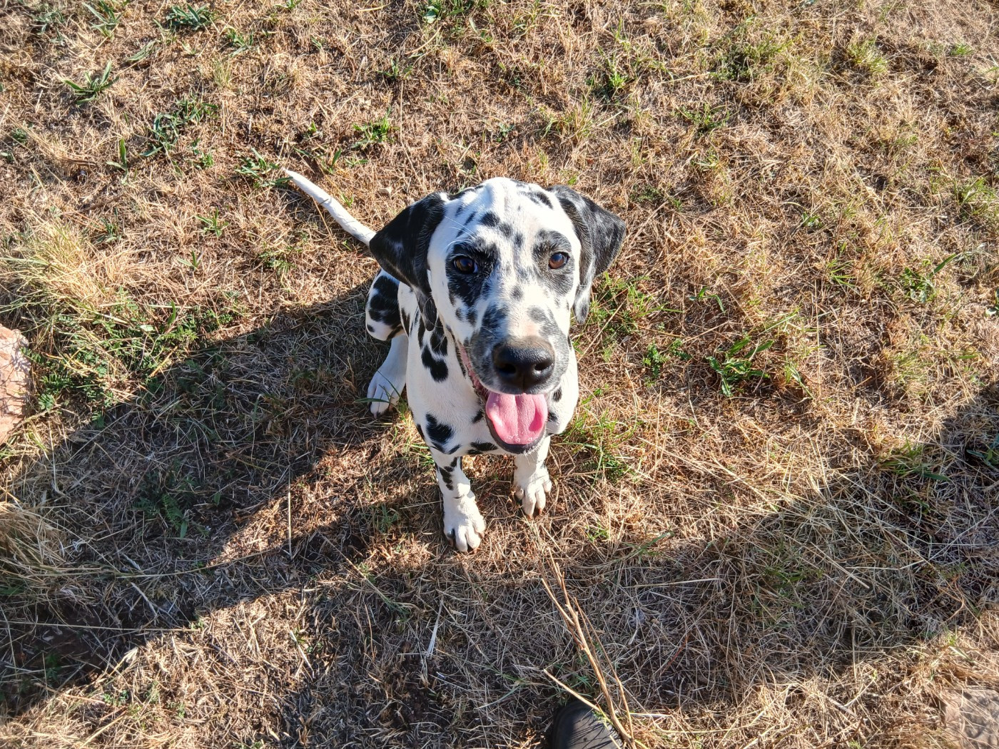 Aquarelle Feather Des Garrigues Du Pic Saint Loup