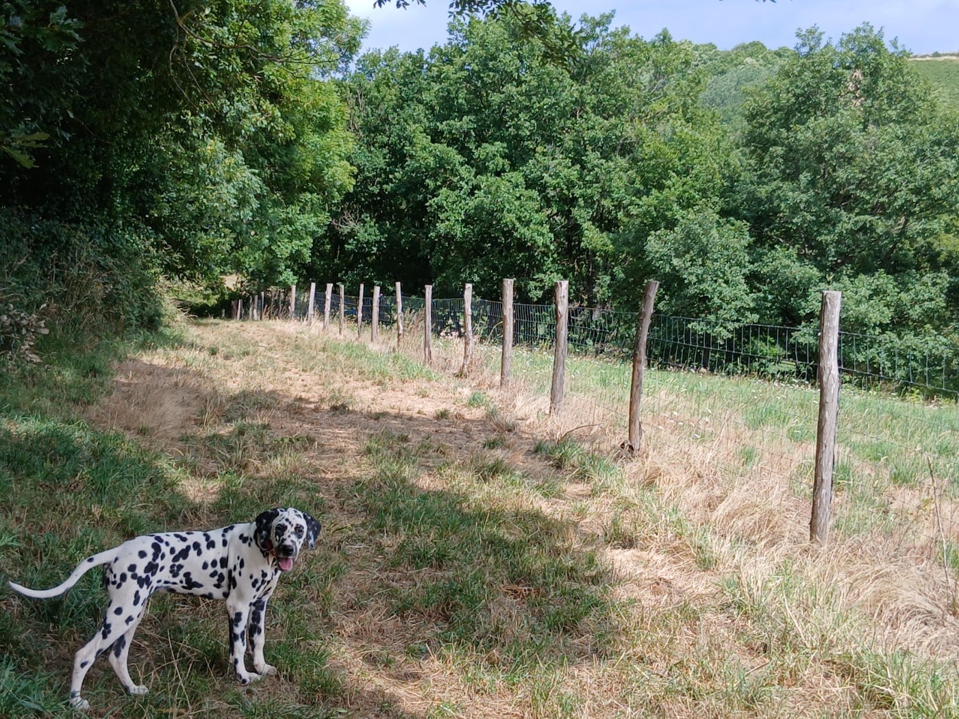 Aquarelle Feather Des Garrigues Du Pic Saint Loup