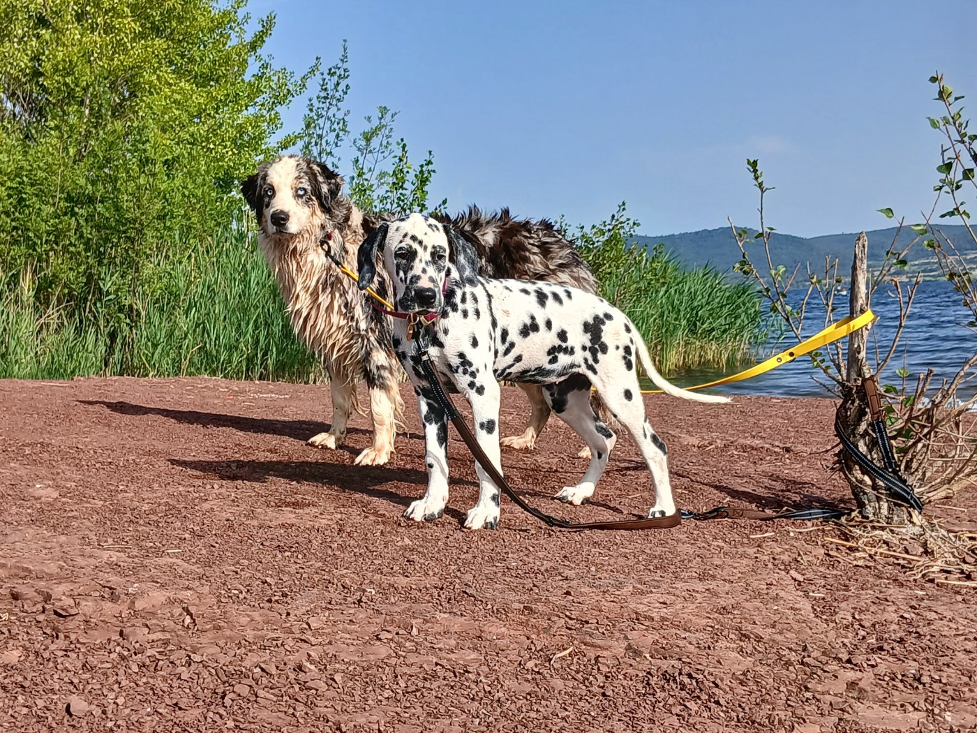 Aquarelle Feather Des Garrigues Du Pic Saint Loup