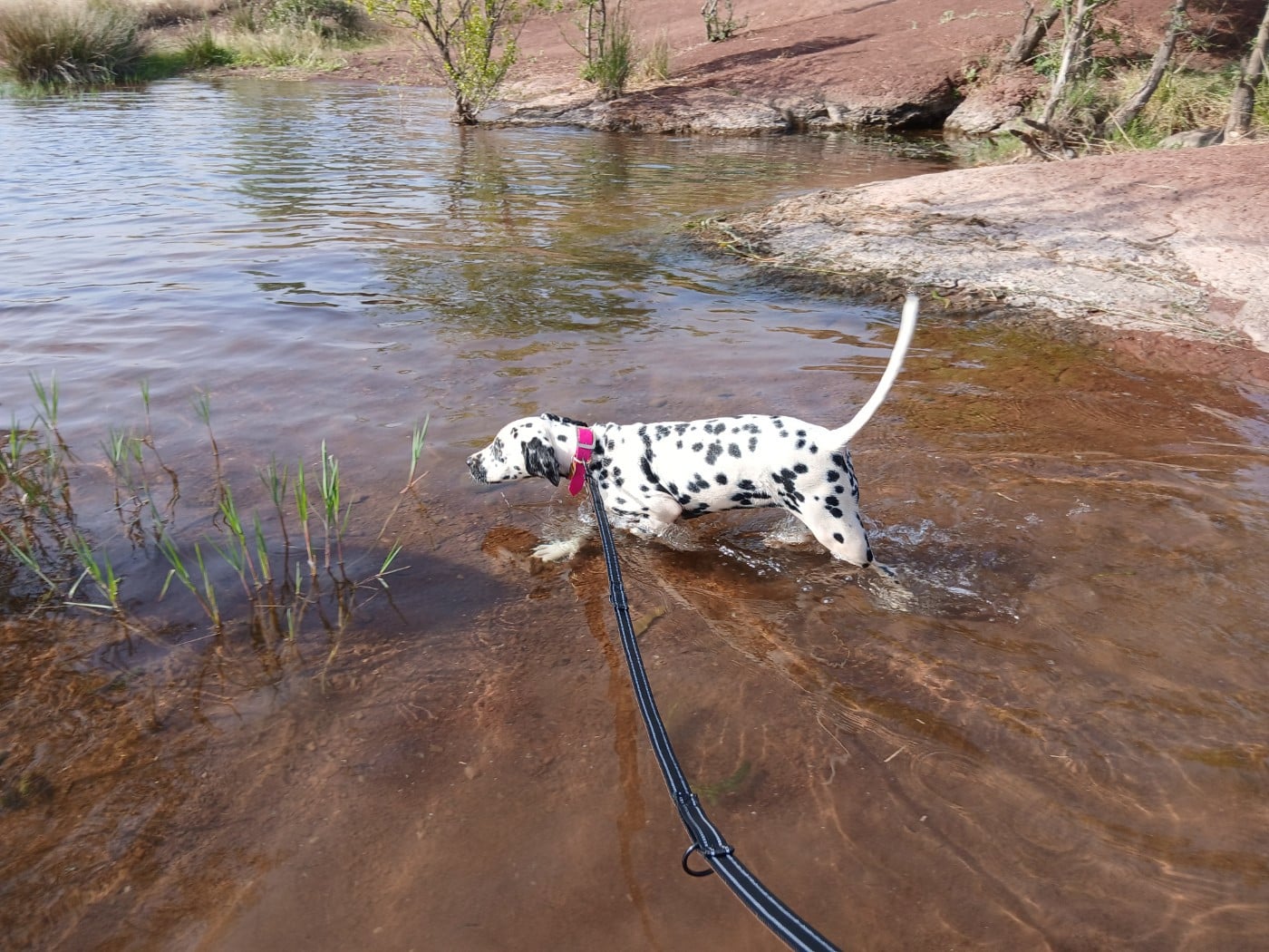 Aquarelle Feather Des Garrigues Du Pic Saint Loup