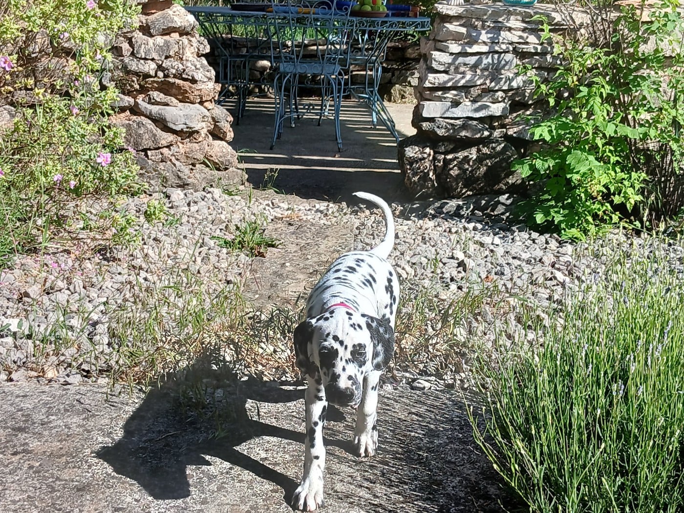 Aquarelle Feather Des Garrigues Du Pic Saint Loup