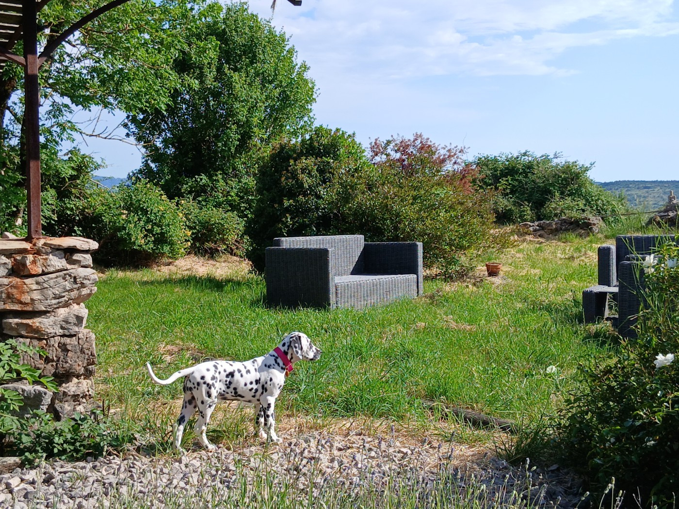 Aquarelle Feather Des Garrigues Du Pic Saint Loup