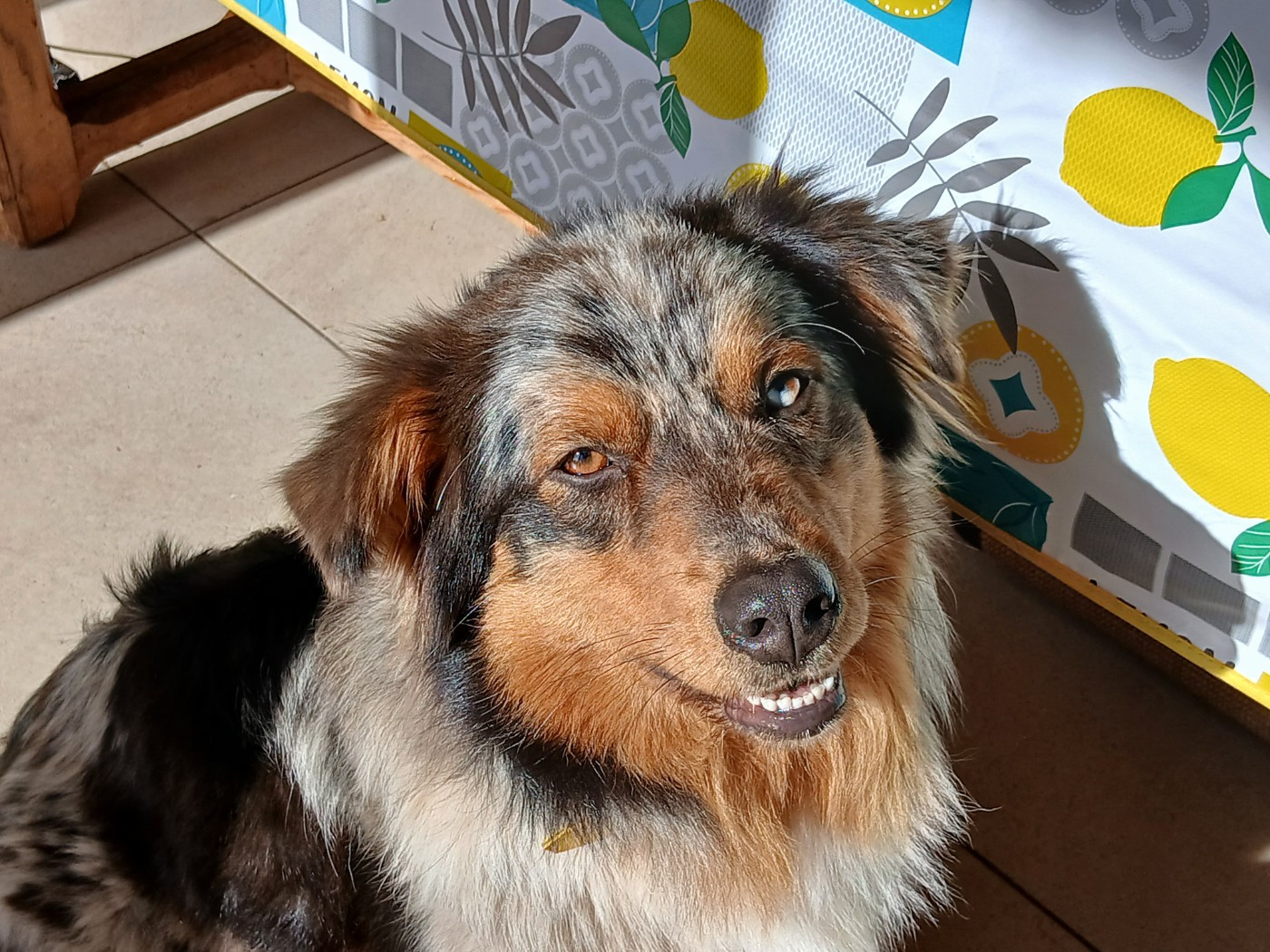 Publication : Du Vent Occitan