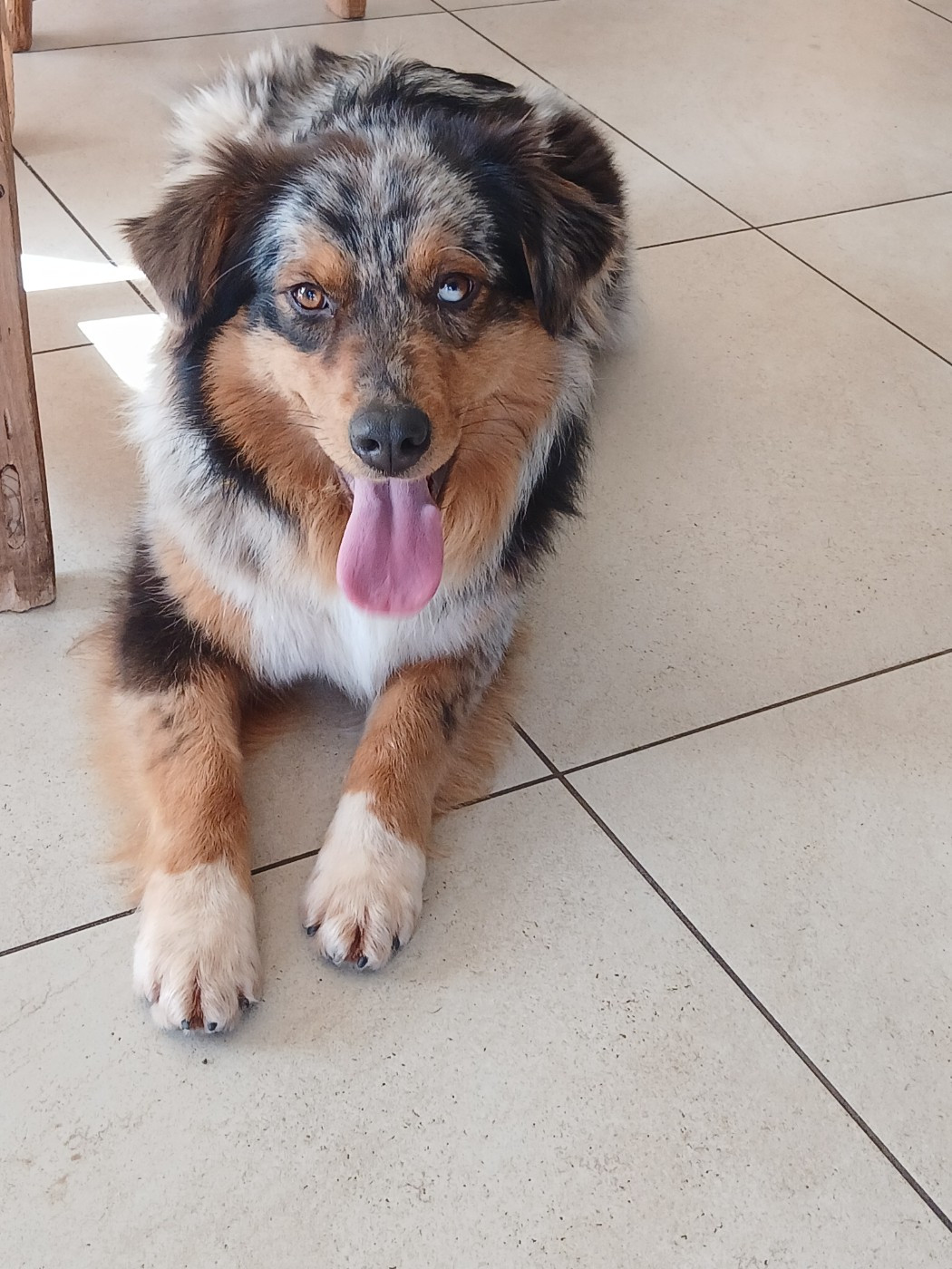 Publication : Du Vent Occitan