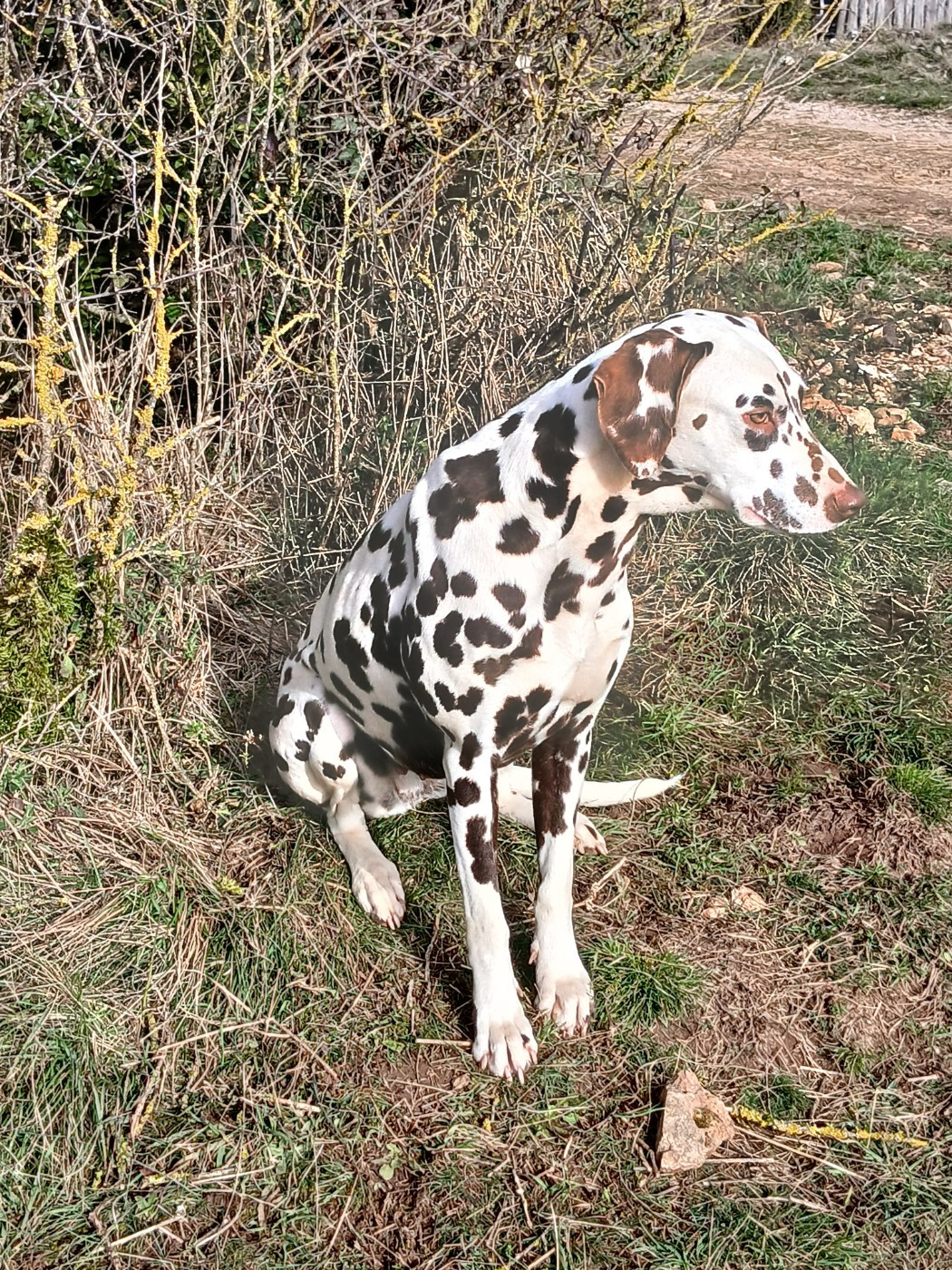 Publication : Du Vent Occitan Auteur : Stéphanie patron