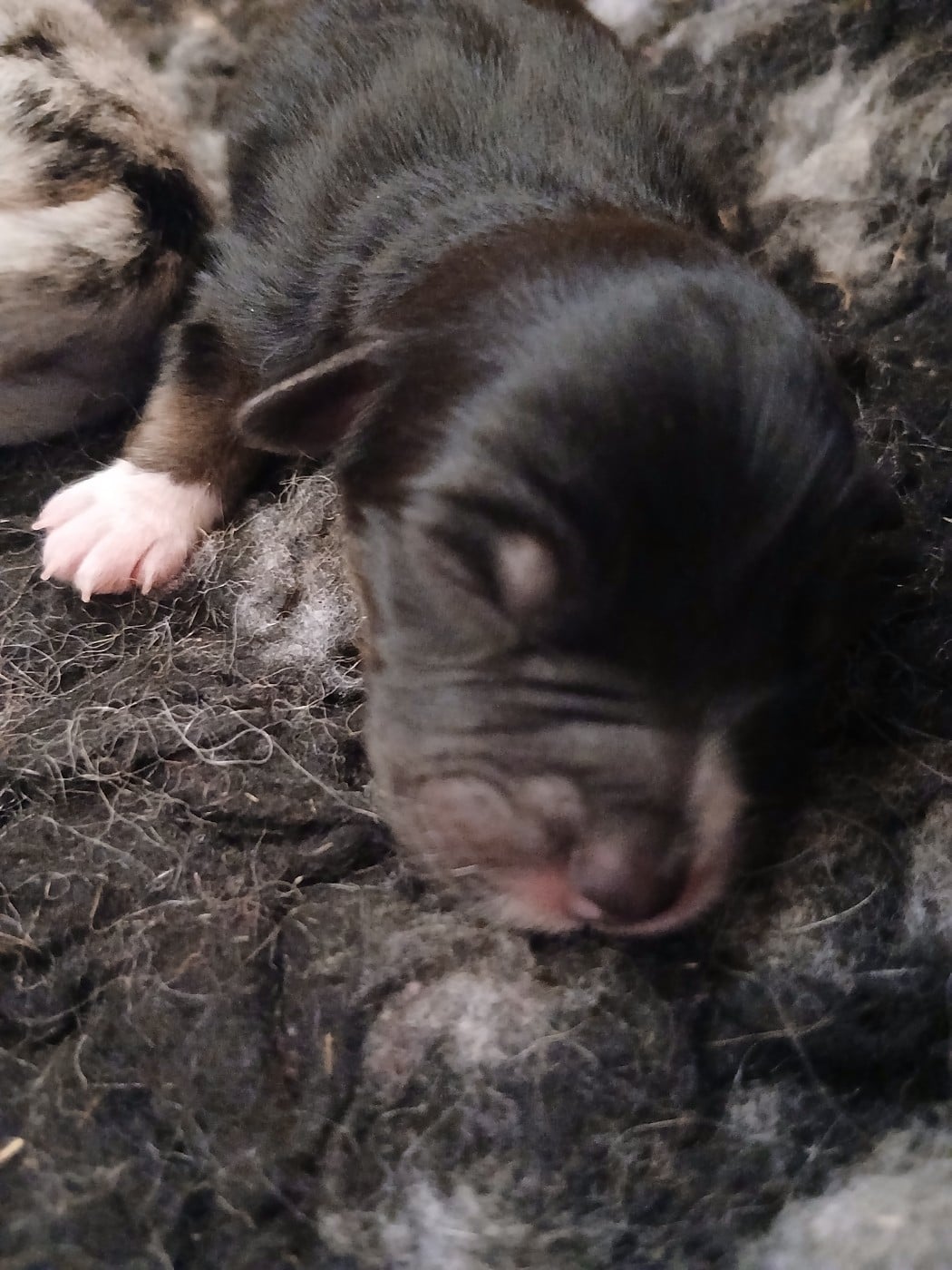 Chiot N°6 - Berger Australien