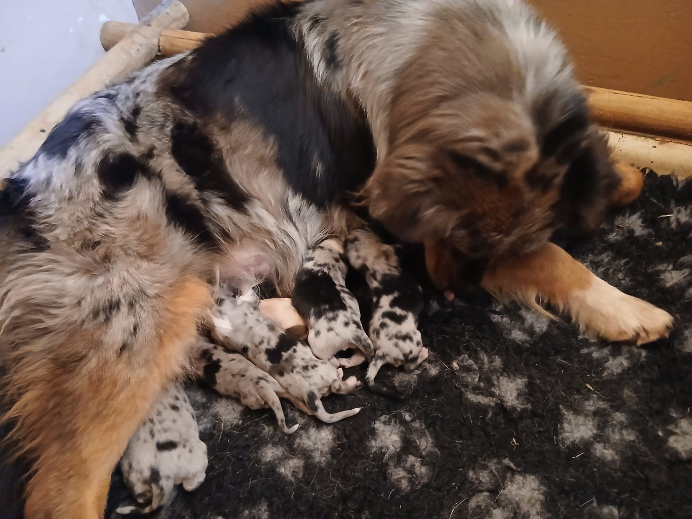 Chiot N°1 - Berger Australien