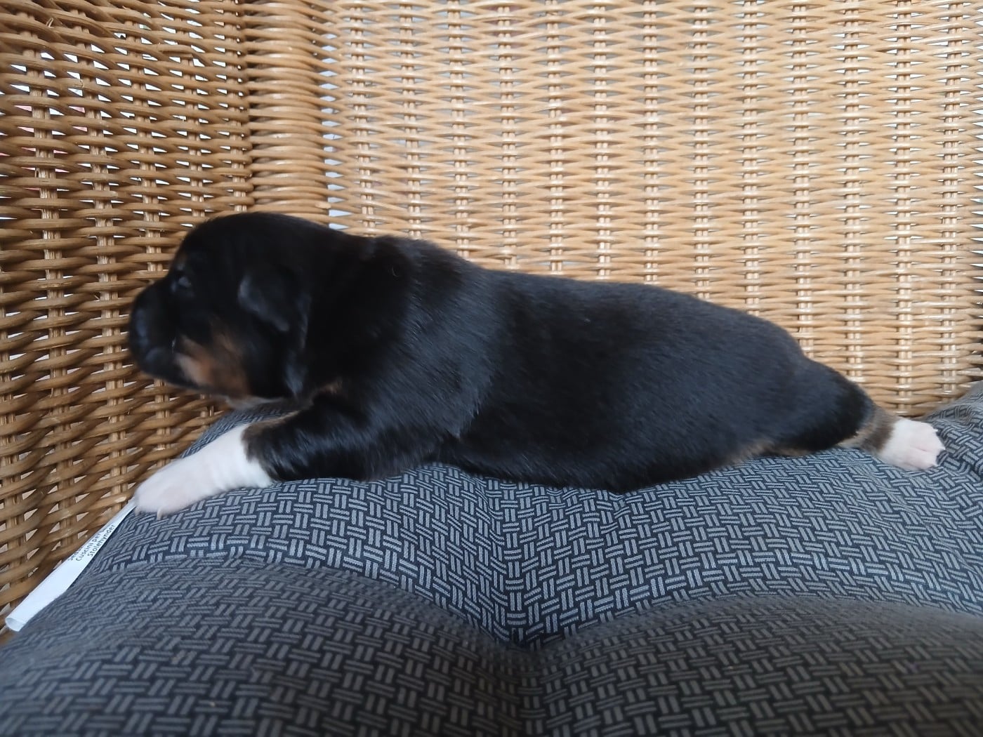 Chiot N°5