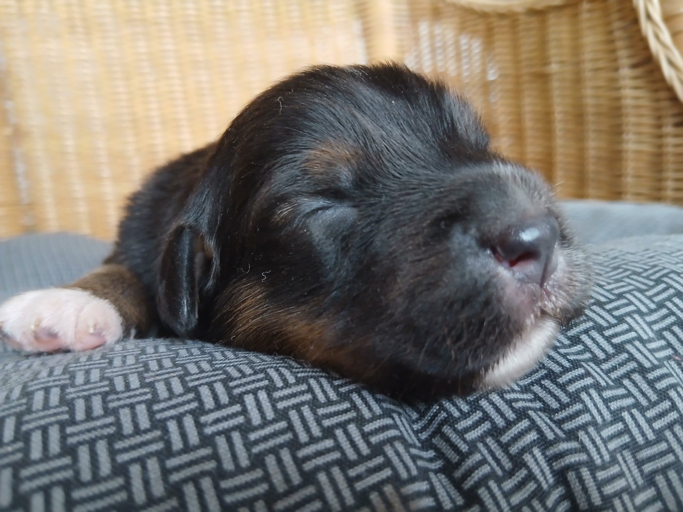 Chiot N°5