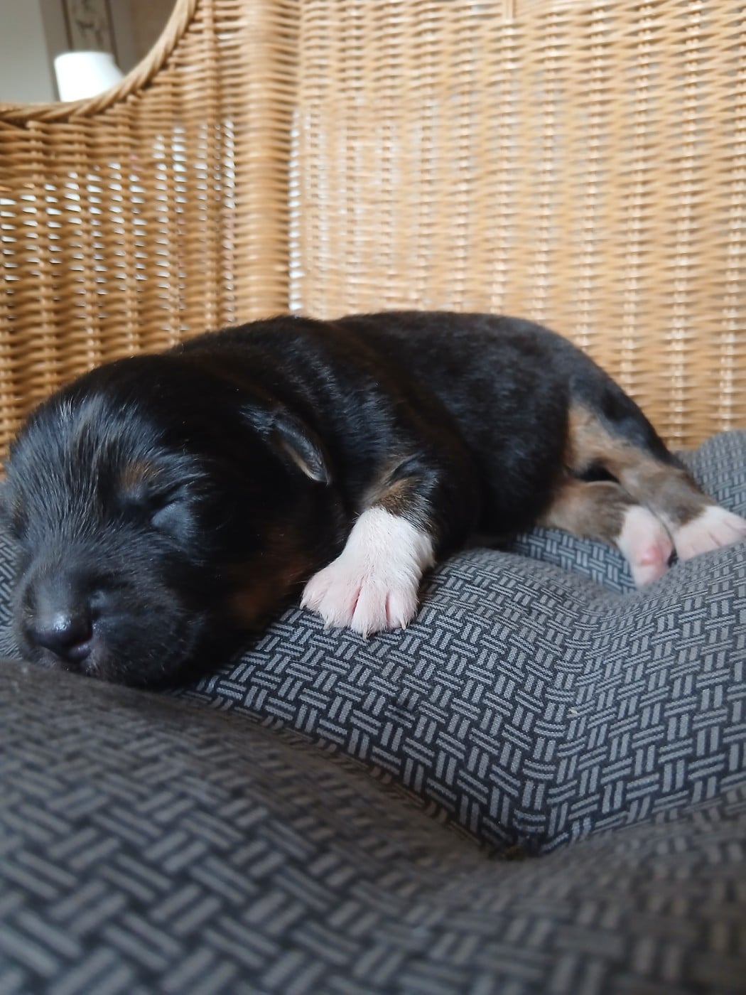 Chiot N°5