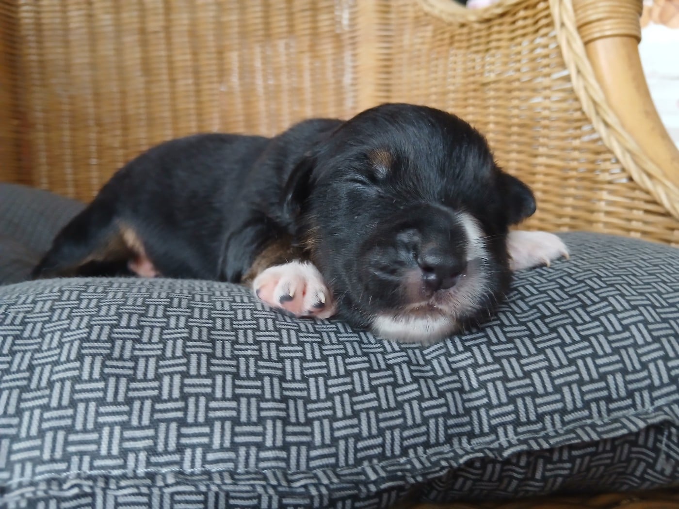 Chiot N°6