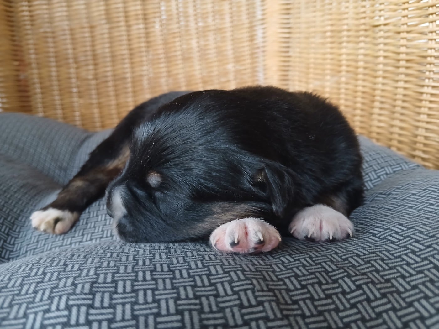 Chiot N°6