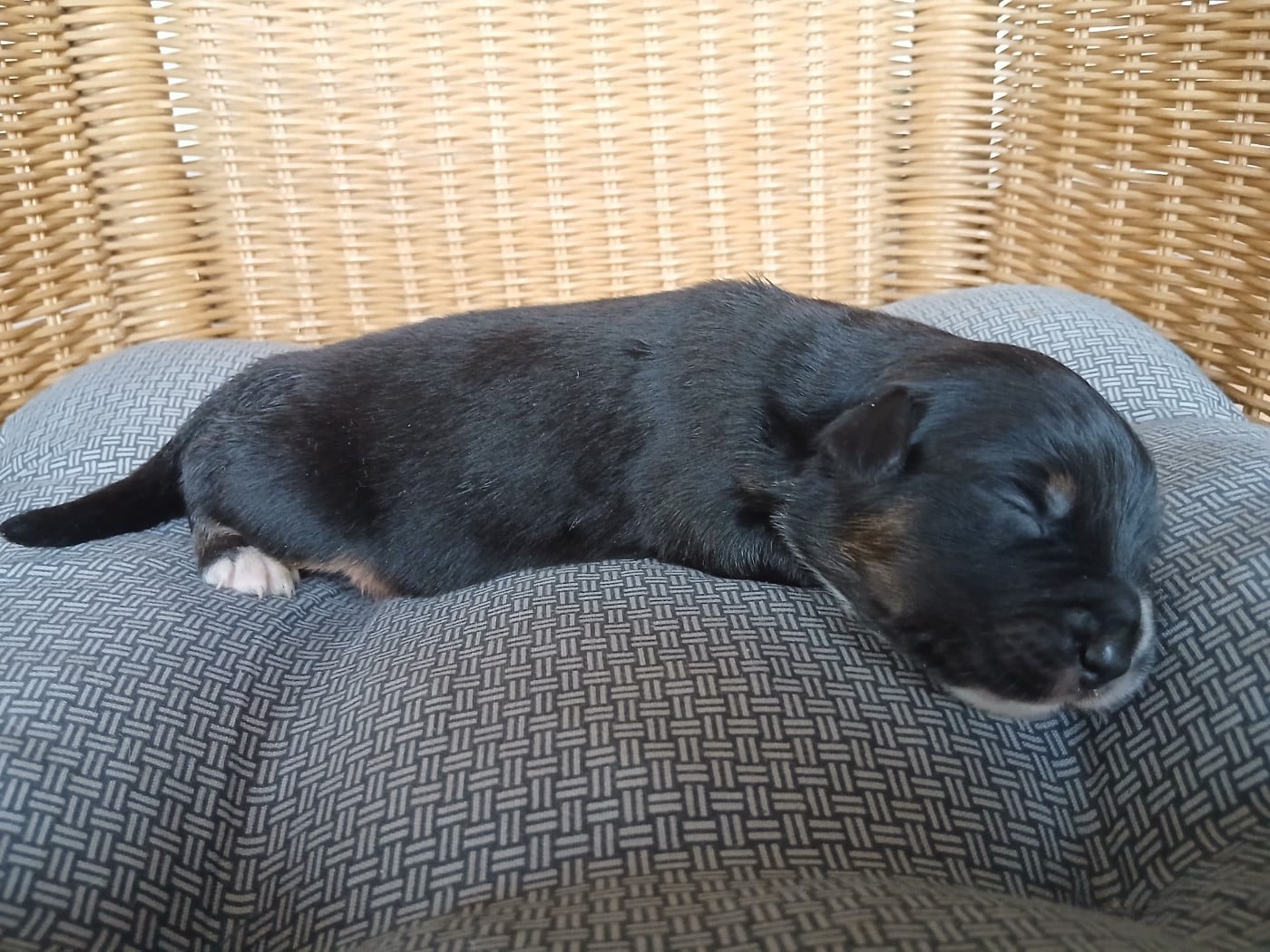 Chiot N°6