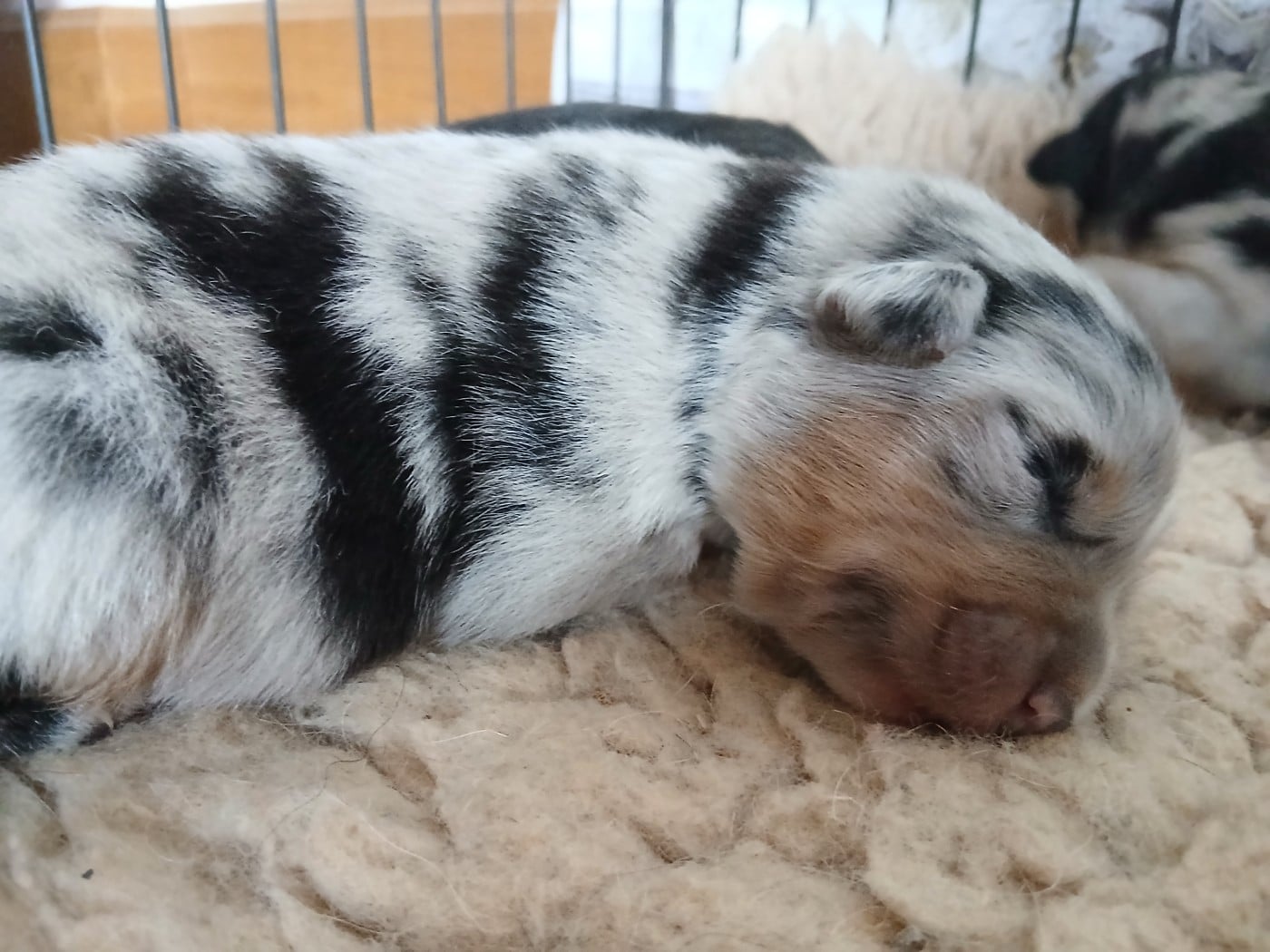 Chiot N°1