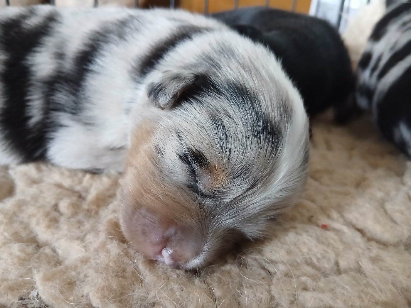 Chiot N°1