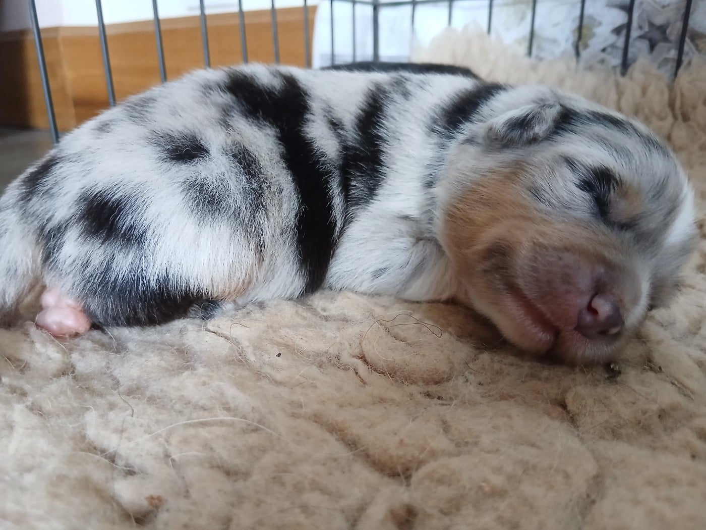 Chiot N°1