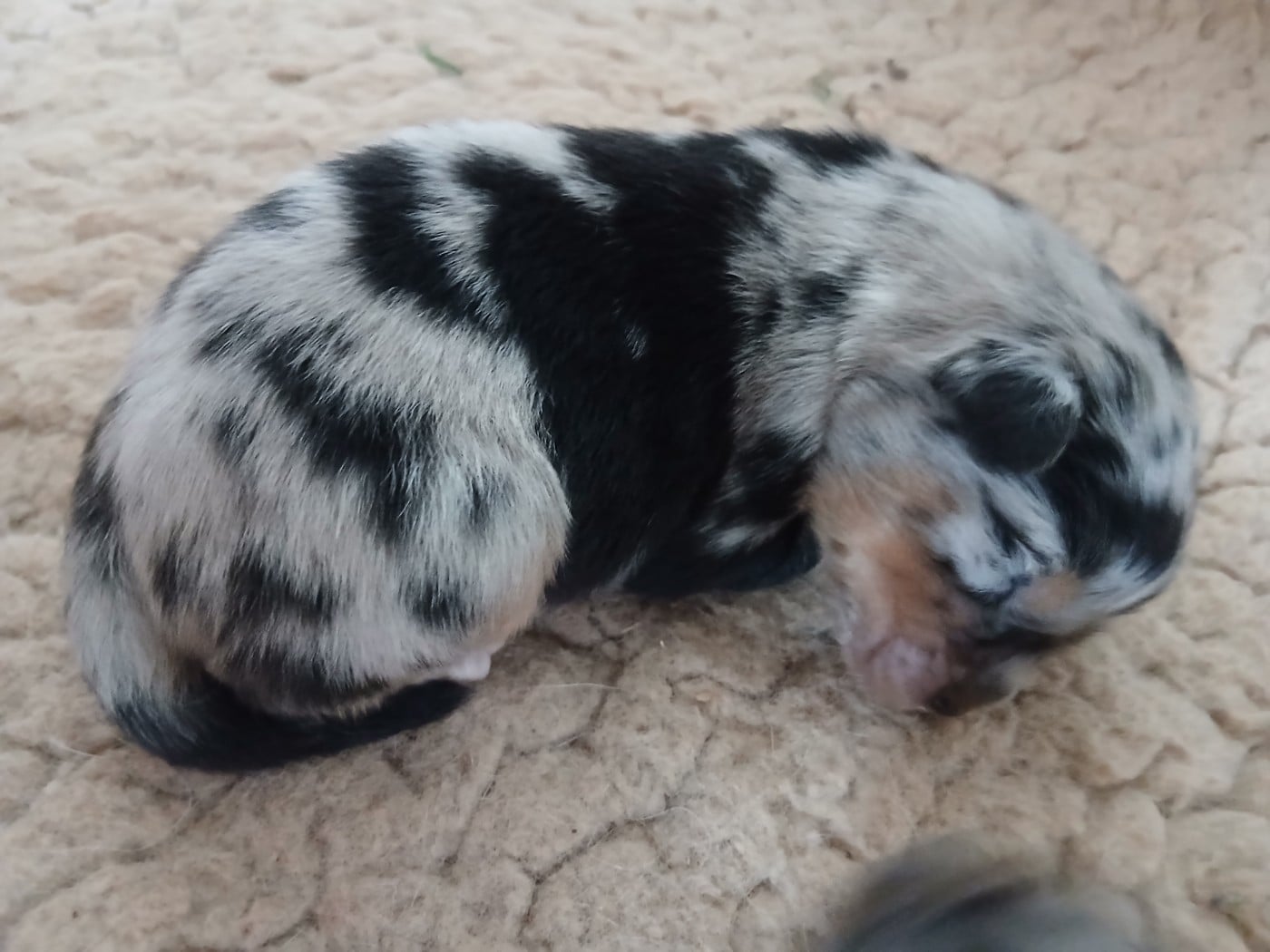 Chiot N°3