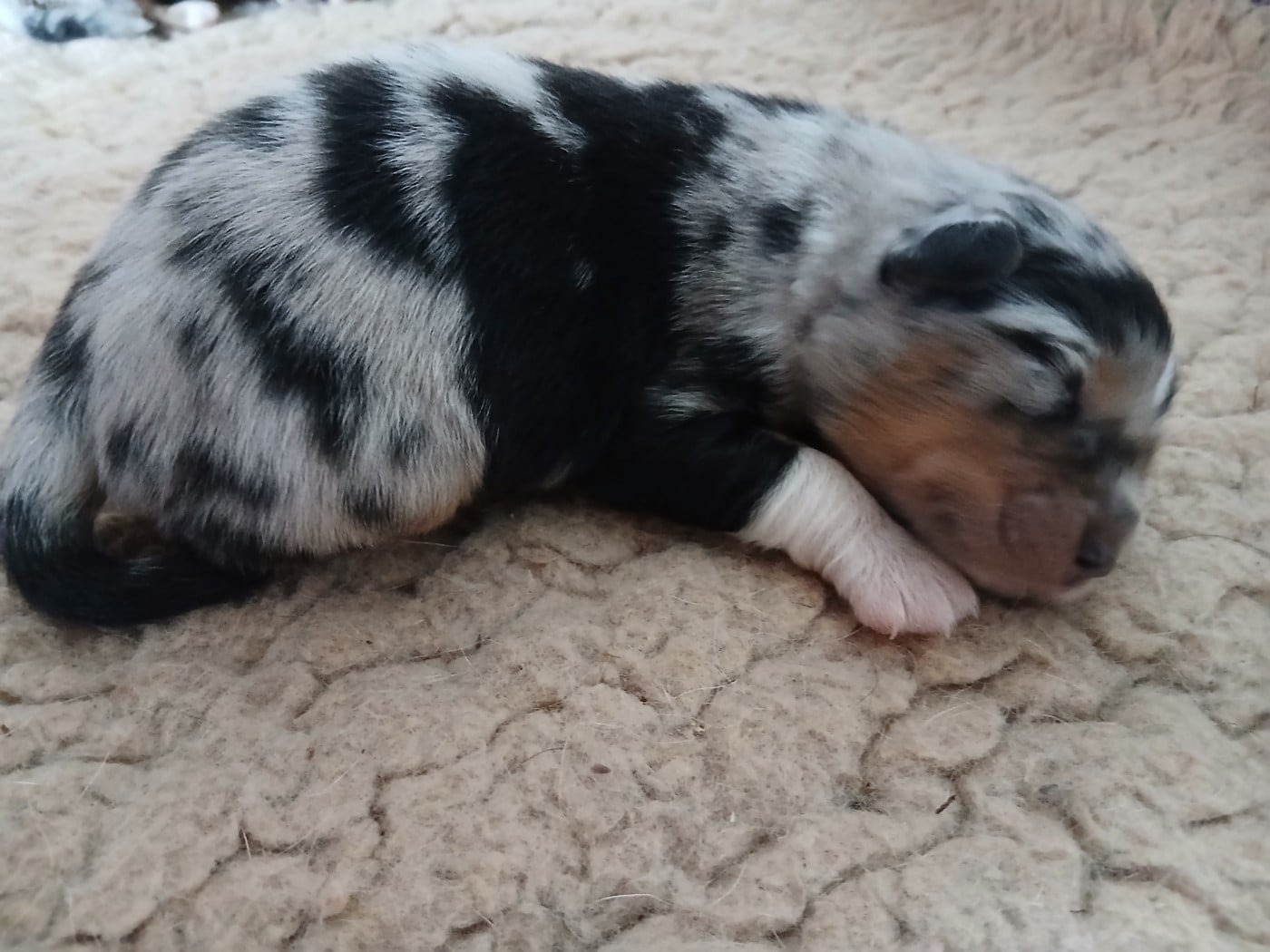 Chiot N°3