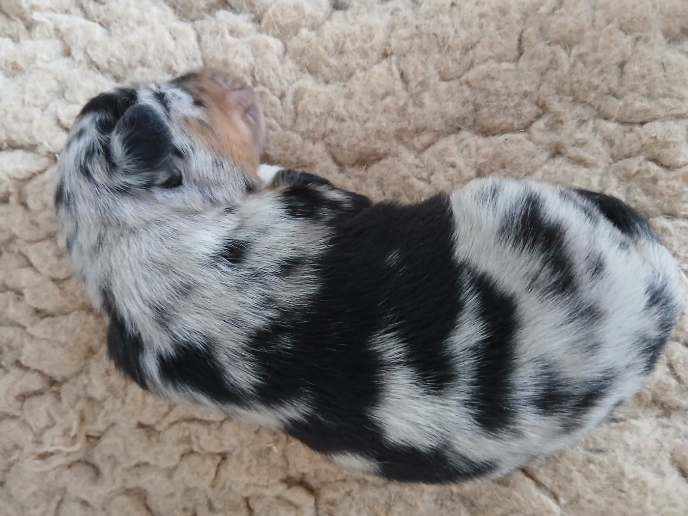Chiot N°3
